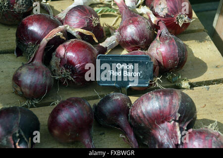 Red Baron Onions Drying out in the Sun on Wooden Box in RHS Garden Harlow Carr, Harrogate, Yorkshire UK. Stock Photo