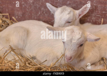 Young domestic goats, a.k.a. kids in a pen on a dairy farm, called 't Geertje, Zoeterwoude, South Holland, The Netherlands. Stock Photo
