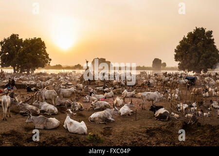 South Sudan. 23rd Feb, 2016. Mundari settlement in the early evening when the cows have returned from grazing. Every cow knows to return to its master. Ankole-Watusi, also known as Ankole Longhorn, or 'Cattle of Kings' is a 900 to 1,600 pound landrace breed of cattle originally native to Africa with distinctive horns that can reach up to 8 ft tall. © Tariq Zaidi/ZUMA Wire/ZUMAPRESS.com/Alamy Live News Stock Photo