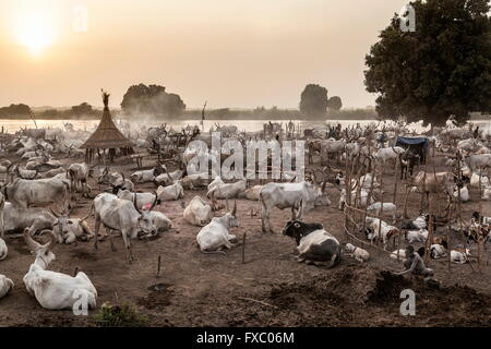 South Sudan. 23rd Feb, 2016. The Mundari cattle camp at dawn. One of 64 tribes in South Sudan, the Mundari make their cattle settlements on the wooded savannah on both sides of the River Nile. Ankole-Watusi, also known as Ankole Longhorn, or 'Cattle of Kings' is a 900 to 1,600 pound landrace breed of cattle originally native to Africa with distinctive horns that can reach up to 8 ft tall. © Tariq Zaidi/ZUMA Wire/ZUMAPRESS.com/Alamy Live News Stock Photo