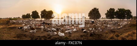 South Sudan. 23rd Feb, 2016. A panorama of Mundari settlement in the early evening when the cows have returned from grazing. Every cow knows to return to its master. Ankole-Watusi, also known as Ankole Longhorn, or 'Cattle of Kings' is a 900 to 1,600 pound landrace breed of cattle originally native to Africa with distinctive horns that can reach up to 8 ft tall. © Tariq Zaidi/ZUMA Wire/ZUMAPRESS.com/Alamy Live News Stock Photo