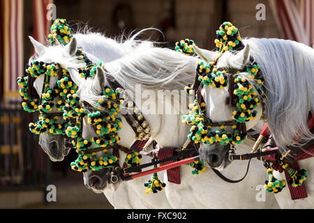 Seville, Spain. 14th Apr, 2016. Detail of horses of a typical chariot at the ''Feria de Abril'' (April's Fair) 2016 © Daniel Gonzalez Acuna/ZUMA Wire/Alamy Live News Stock Photo
