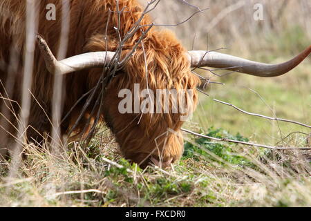 Highland cattle grazing at Pegwell Reserve Stock Photo