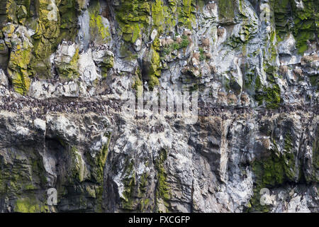 Common guillemot Uria aalge, colony on cliff ledge, Skomer, Pembrokeshire, UK in June. Stock Photo