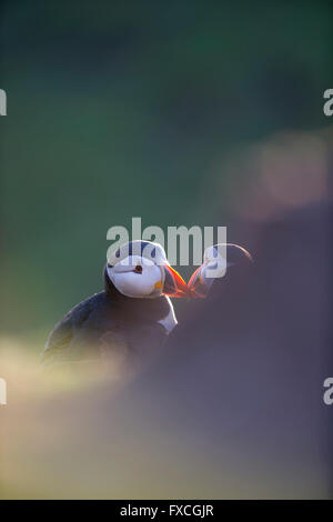 Atlantic puffin Fratercula arctica, adults, billing backlit, The Wick, Skomer, Wales, UK in June. Stock Photo