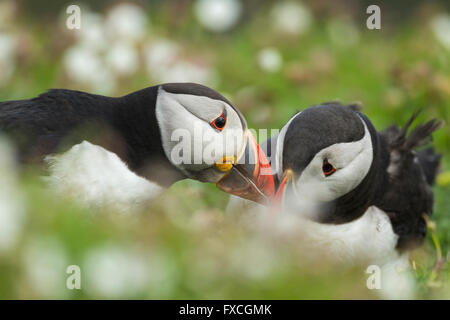 Atlantic puffin Fratercula arctica, adults, billing, The Wick, Skomer, Wales, UK in June. Stock Photo