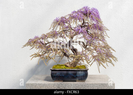 Blooming Japanese Wisteria Bonsai with pink flowers (Wisteria floribunda) Stock Photo