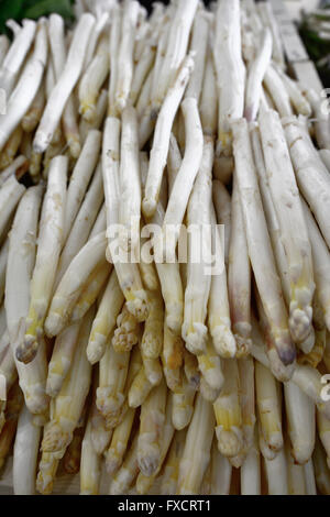 White Asparagus officinalis. Calahorra, La Rioja, Spain, Europe Stock Photo