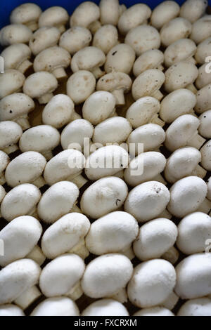 Portobello mushroom. Calahorra, La Rioja, Spain, Europe Stock Photo