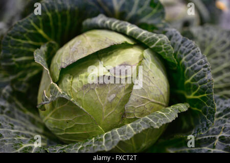 Cabbage. Calahorra, La Rioja, Spain, Europe Stock Photo