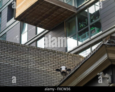 A cow on a roof Stock Photo