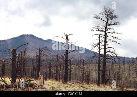 Dead Trees on Mountain – The remains of charred trees from  fire and extreme drought on a mountainside in southwest America Stock Photo