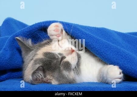 sleeping British Shorthair Kitten Stock Photo