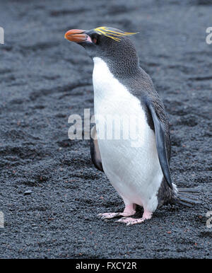 A macaroni penguin (Eudyptes chrysolophus) stands on black volcanic sand. Saunders Island, South Sandwich Islands. Stock Photo