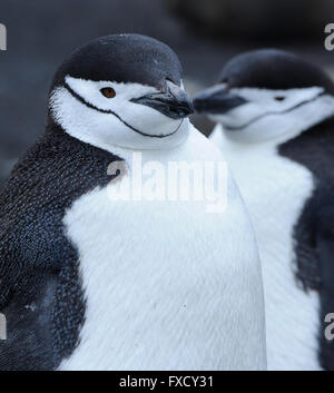 Chinstrap Penguins (Pygoscelis antarctica) Saunders Island, South Sandwich Islands. South Atlantic Ocean. 25Feb16 Stock Photo