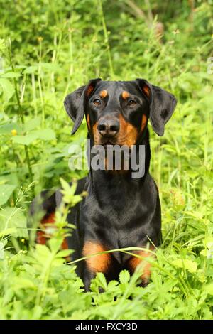 lying Doberman Pinscher Stock Photo