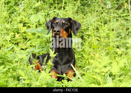 lying Doberman Pinscher Stock Photo