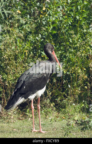 The black stork or Ciconia nigra is a large wading bird in the stork family Ciconiidae Stock Photo