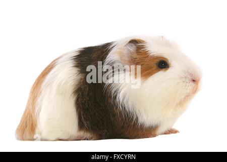 Sheltie Guinea Pig Stock Photo