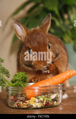 Young Dwarf Rabbit - munching a Parsley leaf Stock Photo - Alamy