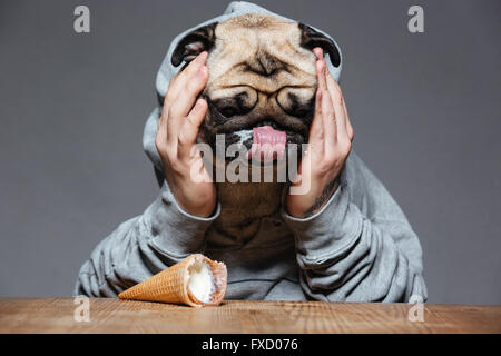 Sad upset man with pug dog head droped down ice-cream on the table over grey background Stock Photo