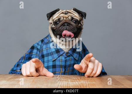 Cute pug dog with man hands in checkered shirt sitting at the table and pointing on you with both hands over grey background Stock Photo