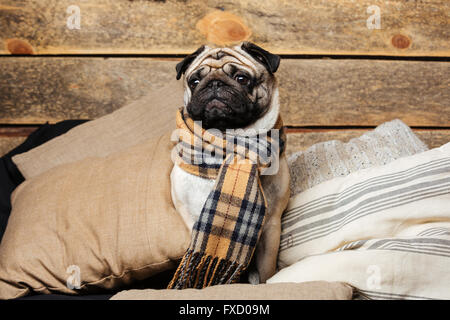 Cute pug dog in checkered scarf sitting on pillows on wooden background Stock Photo