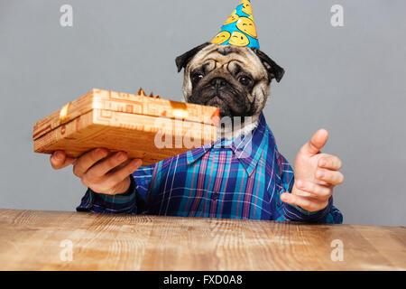 Surprised man with pug dog head in birthday hat holding present box over grey background Stock Photo