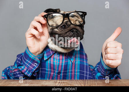 Cute pug dog with man hands in checkered shirt looking over glasses and showing thumbs up over grey background Stock Photo