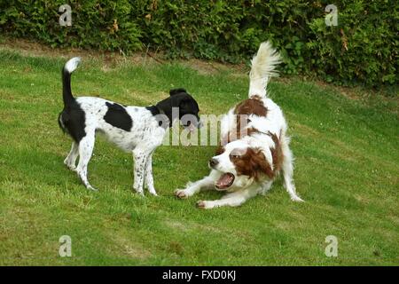 2 dogs Stock Photo