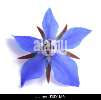 Borage flower isolated on white background Stock Photo