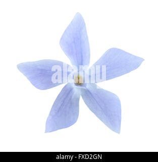 periwinkle flower isolated on white Stock Photo