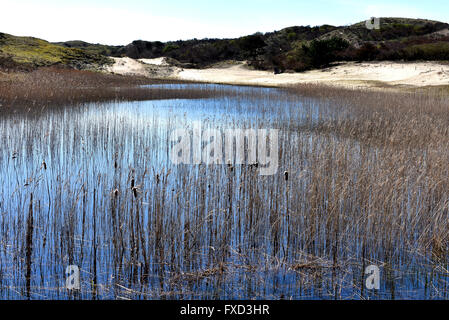 Lake in the Dunes between Katwijk - Wassenaar Netherlands Dutch dunes sea beach sand coastal defence Stock Photo