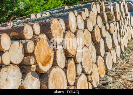Lumber Industry Logging and Wood Storage Concept Photo. Stock Photo