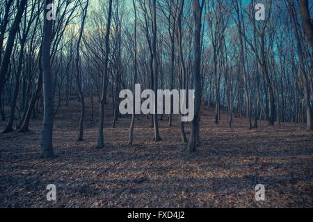 Spooky Forest Landscape Nature Background. Late Fall Forest Scenery. Stock Photo