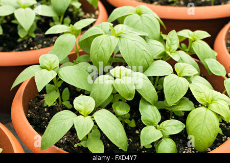Potted Basil Plants Stock Photo