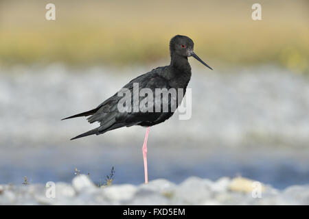 Black stilt, rare and endangered bird of New Zealand Stock Photo - Alamy