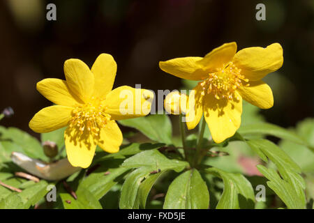 Buttercup yellow flowers of the spring blooming ephemeral rhizomatous wood anemone, Anemone ranunculoides Stock Photo