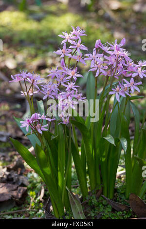 Pink flowers of the small, spring flowering bulb, Scilla bifolia 'Rosea' Stock Photo