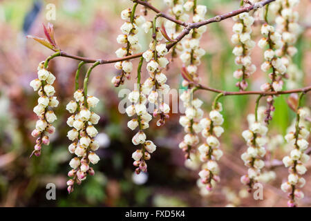 Dangling racemes of the deciduous spring flowering shrub, Stachyurus praecox 'Rubriflora' Stock Photo