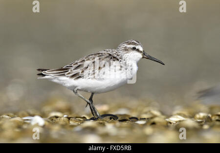 Broad-billed Sandpiper - Limicola falcinellus Stock Photo