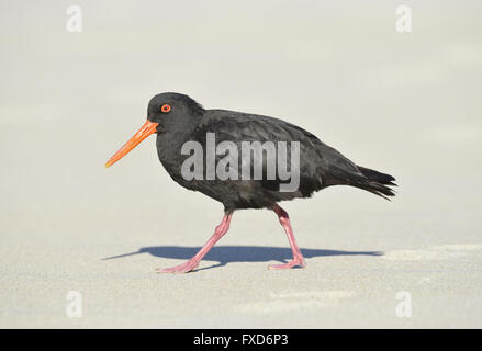 Variable Oystercatcher - Haematopus unicolor Stock Photo