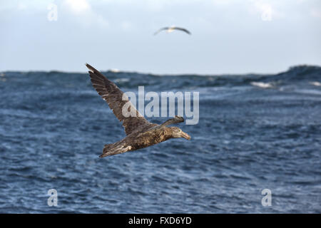 Northern Giant Petrel - Macronectes halli Stock Photo