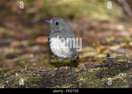 South Island Robin - Petroica australis Stock Photo