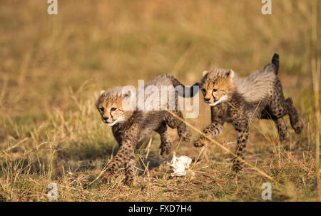 Cheetah cubs (Acinonyx jubatus) running and playing in a grassland in Masai Mara, Kenya