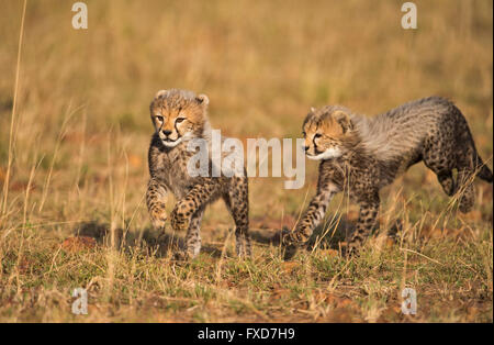 Cheetah cubs (Acinonyx jubatus) running and playing in a grassland in Masai Mara, Kenya