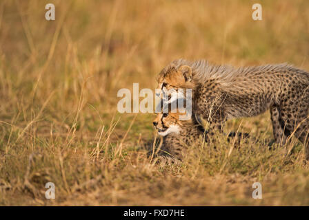 Cheetah cubs (Acinonyx jubatus) running and playing in a grassland in Masai Mara, Kenya Stock Photo