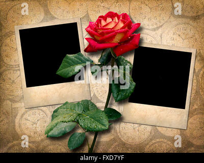 Two old photo  with red rose in vintage style Stock Photo