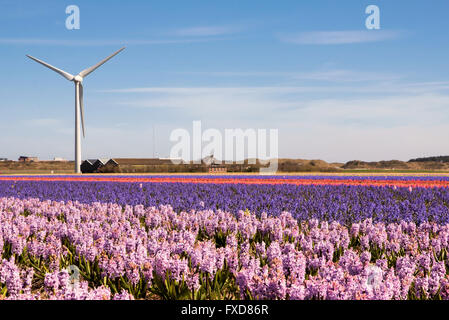 Flower Power a typical dutch springtime scene Hyacinths in a field with wind turbines producing green energy Stock Photo