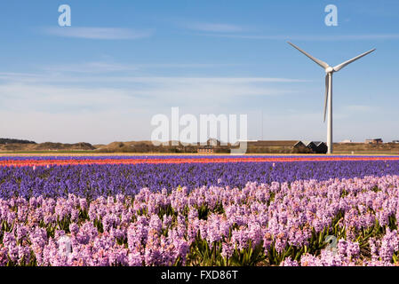 Flower Power a typical dutch springtime scene Hyacinths in a field with wind turbines producing green energy Stock Photo